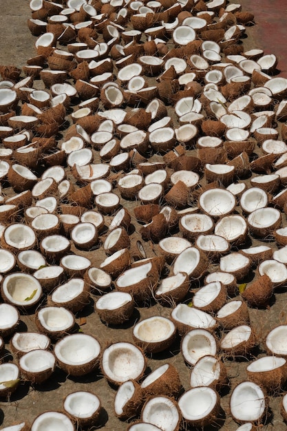 Foto cocos quebrados secando no chão