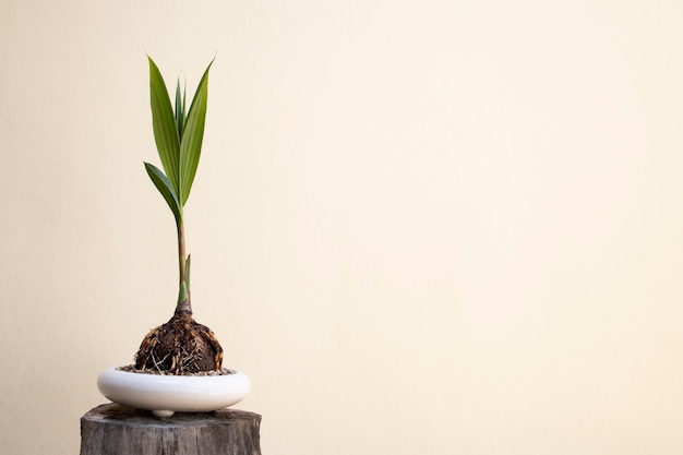 Foto cocotero bonsai árbol aficiones diseño de interiores hogar naturaleza jardín copia espacio textura del fondo