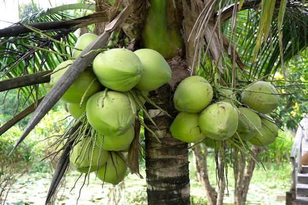 Un cocotero de cáscara marrón con un montón de cocos verdes jóvenes en una plantación agrícola.