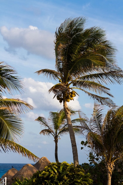 Cocotero en clima tropical.