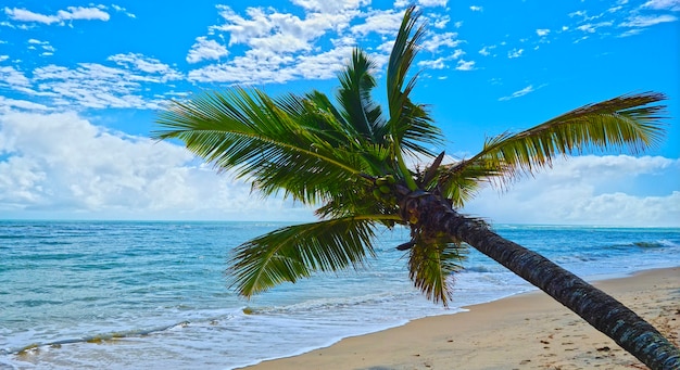 Cocotero con cocos verdes, mar en calma y cielo azul con nubes blancas