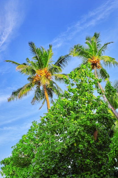 Cocotero con frutos-cocos, en una isla tropical de las Maldivas, parte media del Océano Índico.