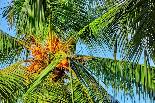 Cocotero con frutos-cocos, en una isla tropical de las Maldivas, parte media del Océano Índico.
