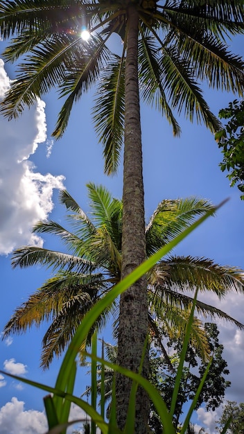 Un cocotero en medio de un cielo azul.