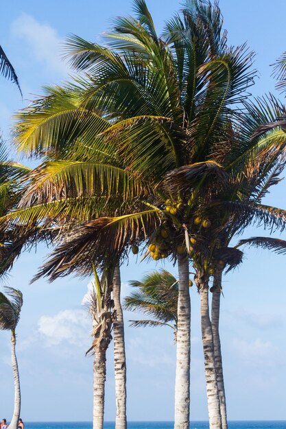 Cocoteros en clima tropical.