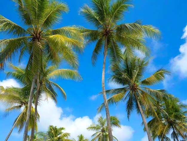 Los cocoteros se erigen altos y el cielo es azul claro AI_Generated