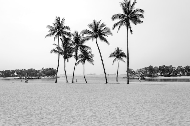 Cocoteros en la hermosa playa. tono de filtro blanco y negro.