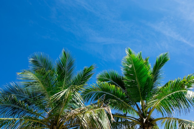 Cocoteros, hermoso fondo tropical