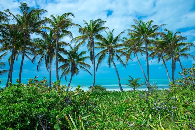 Cocoteros, hermoso fondo tropical