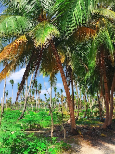 Foto cocoteros en una isla tropical en las maldivas, parte media del océano índico.