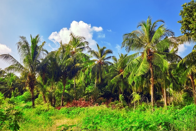 Cocoteros en una isla tropical en las Maldivas, parte media del Océano Índico.