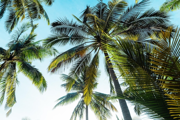 Cocoteros en una isla tropical en verano