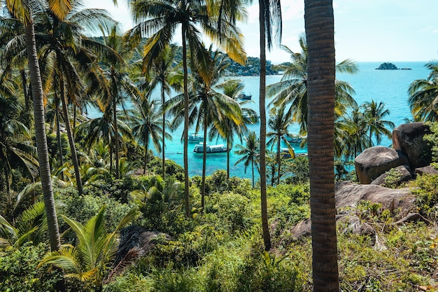 Cocoteros en una isla tropical en verano