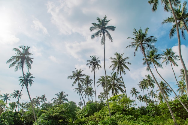 Cocoteros en la isla.