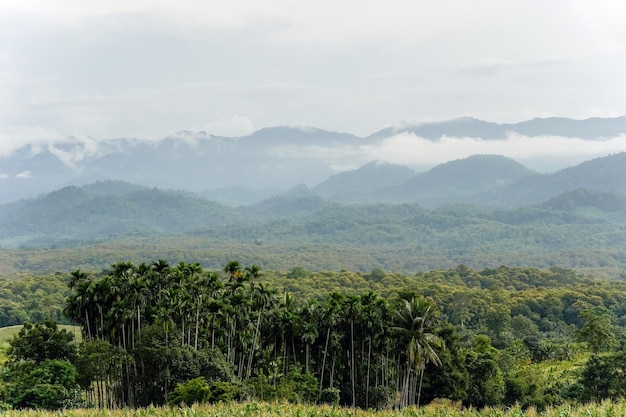 Cocoteros en el jardín con vistas a las montañas en Tailandia