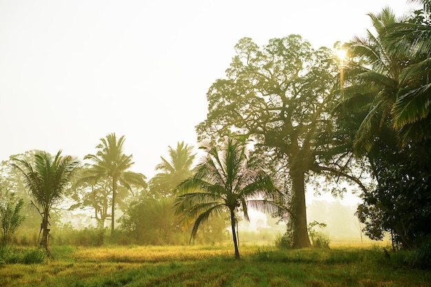 Los cocoteros en la niebla de la mañana