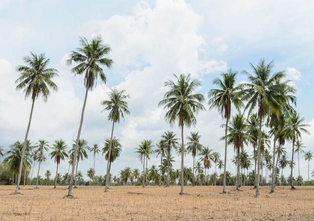 Cocoteros y plantaciones de yuca