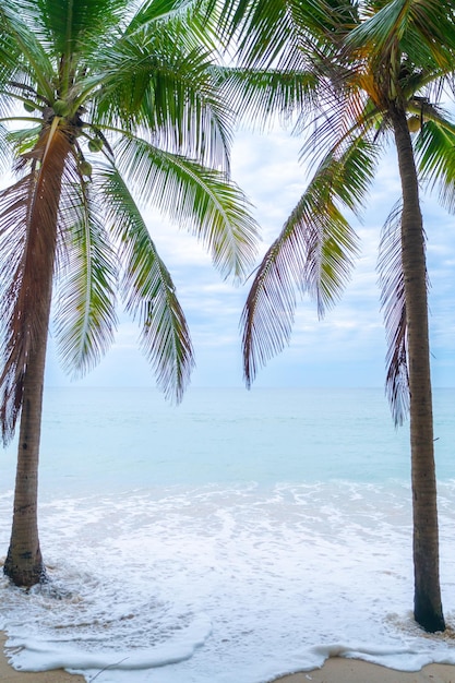 Foto cocoteros con playa tropical de verano y cielo azul.