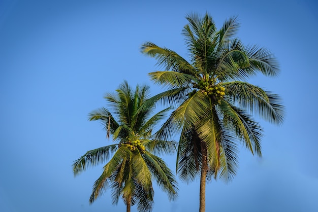 Cocoteros sobre fondo de cielo azul