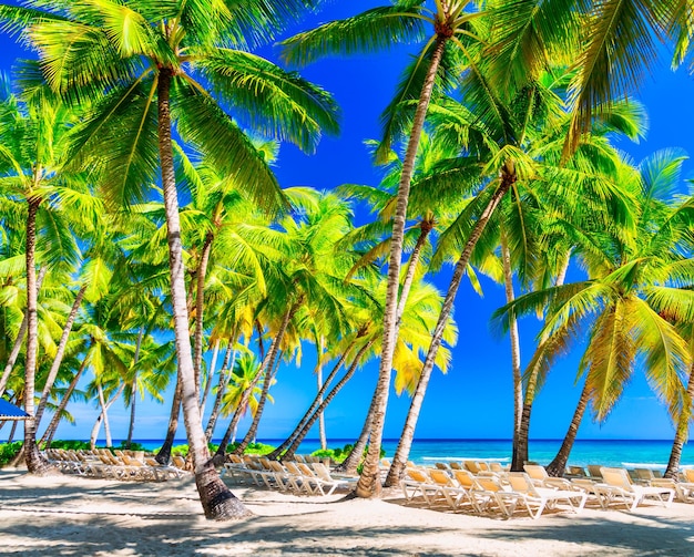 Cocoteros con tumbonas en la playa tropical del caribe. Isla Saona, República Dominicana. Fondo de viajes de vacaciones