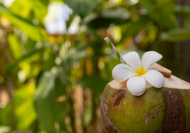 Foto cóctel de coco fresco tropical decorado plumeria flor al aire libre