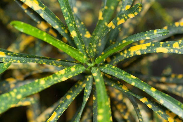 Codiaeum oro sol o flor de interior abigarrado con hojas verdes y amarillas