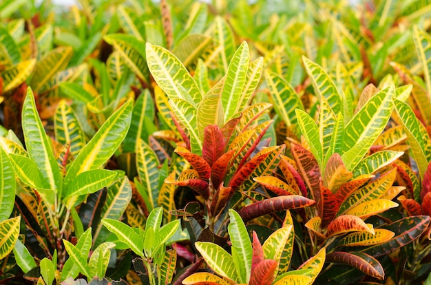 Codiaeum variegatum deja el fondo