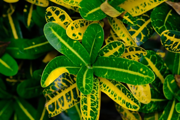 Codiaeum variegatum es una especie de planta del género Codiaeum familia Euphorbiaceae Puring