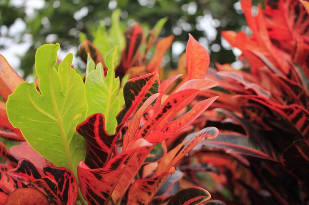 Codiaeum variegatum para jardín