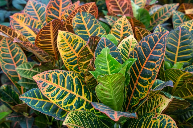 Foto codiaeum variegatum planta de croton com folhagem ornamental colorida planta decídua no jardim botânico