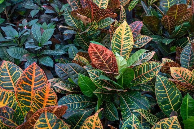 Foto codiaeum variegatum planta de croton com folhagem ornamental colorida planta decídua no jardim botânico