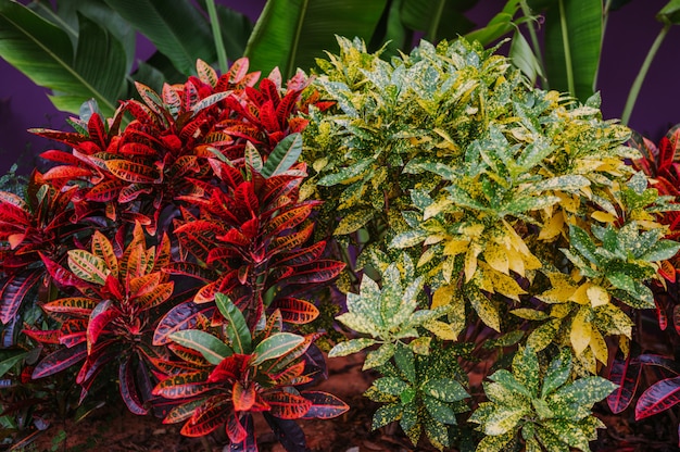 Codiaeum variegatum. Schöner natürlicher Hintergrund mit Crotonanlage am tropischen Park. Schließen Sie oben vom vibrierenden Crotonblatt