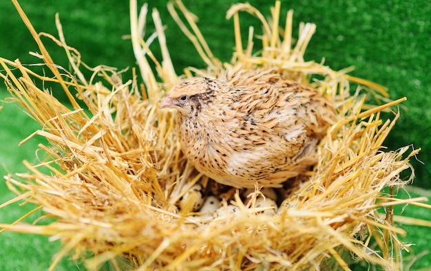 La codorniz doméstica se asienta en un nido y eclosiona huevos de codorniz