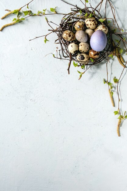 Codorniz huevos de Pascua en el nido