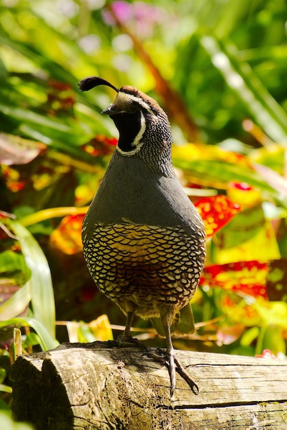 La codorniz macho en una barandilla del jardín