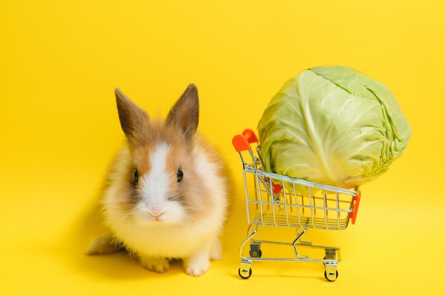 Coelhinho adorável em pé sobre fundo colorido Coelho bebê fofo para a Páscoa e loja de compras on-line para animais de estimação e vegetais