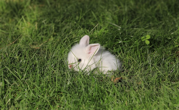Foto coelhinho branco em um campo verde