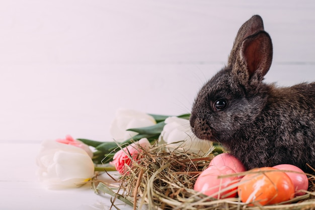 Coelhinho da Páscoa com ovos de Páscoa com tulipas e um ninho de feno. Composição positiva da Páscoa primavera.