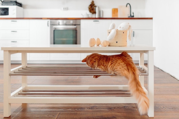 Coelhinho da páscoa e gato ruivo na cozinha cartão de feliz páscoa com gato ruivo e ovos de páscoa