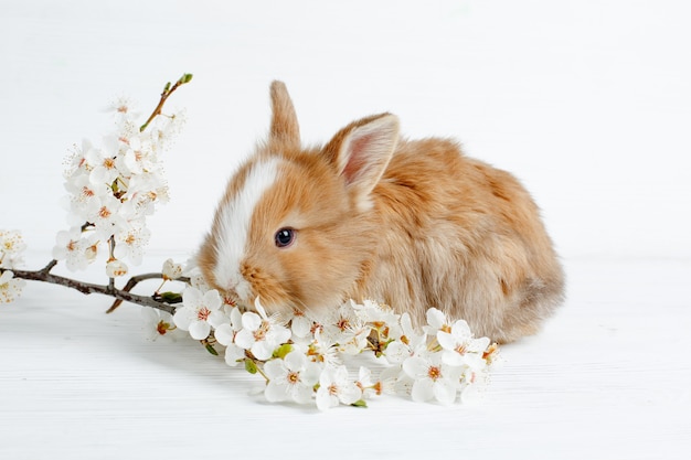 Coelhinho da Páscoa em uma mesa de madeira leve com um ramo de flores da primavera