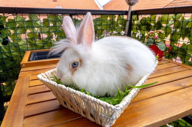 Coelhinho da Páscoa na cesta com ovos decorados