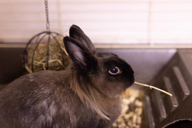 Coelhinho engraçado comendo comida de feno perto do conceito de animal de estimação e animal doméstico