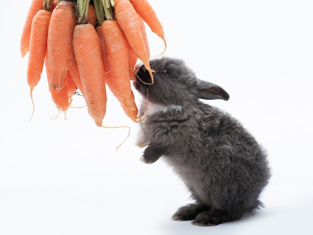 Coelhinho fofo comendo cenoura