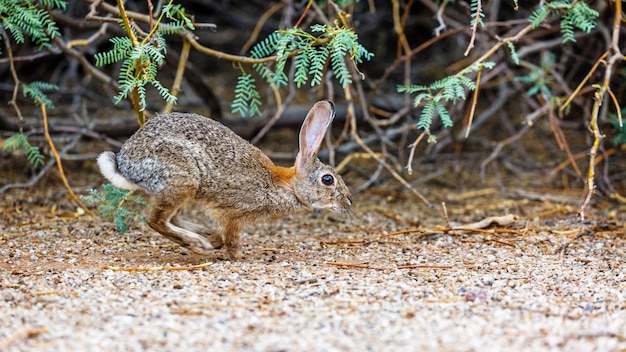 Coelhinho fofo correndo na floresta