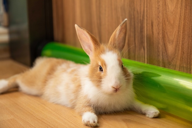 Coelhinho fofo de 3 meses no chão