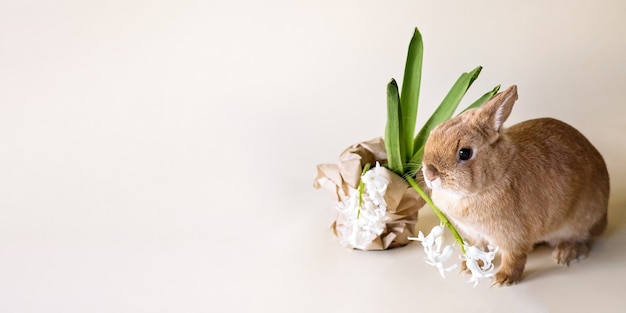 Coelhinho fofo em fundo bege com repolho. Animais de estimação em casa, animais domésticos, agricultura e banner de alimentação saudável.