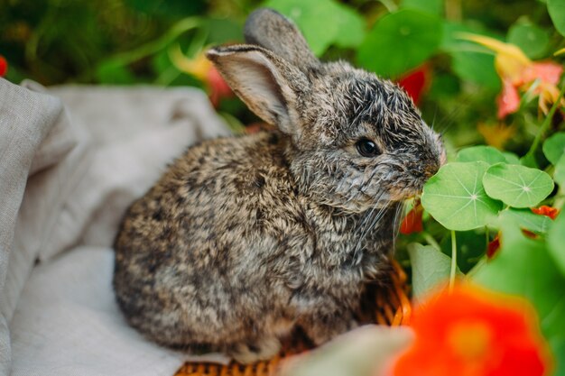 Foto coelhinho na grama verde em dia de verão. coelho anão pequeno sentado perto de flores.