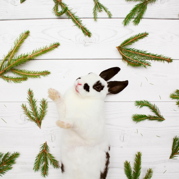 Coelhinhos e ramos de abeto em animal de estimação branco ou dálmata o animal está em uma lebre de cadeira ou coelho