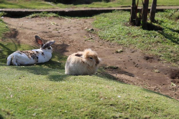 coelhinhos fofos estão brincando e relaxando na grama verde do parque