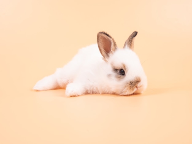 Foto coelho bebê adorável branco sobre fundo amarelo. coelho fofo.